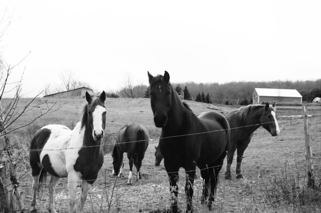 Read more about the article Farm and Table