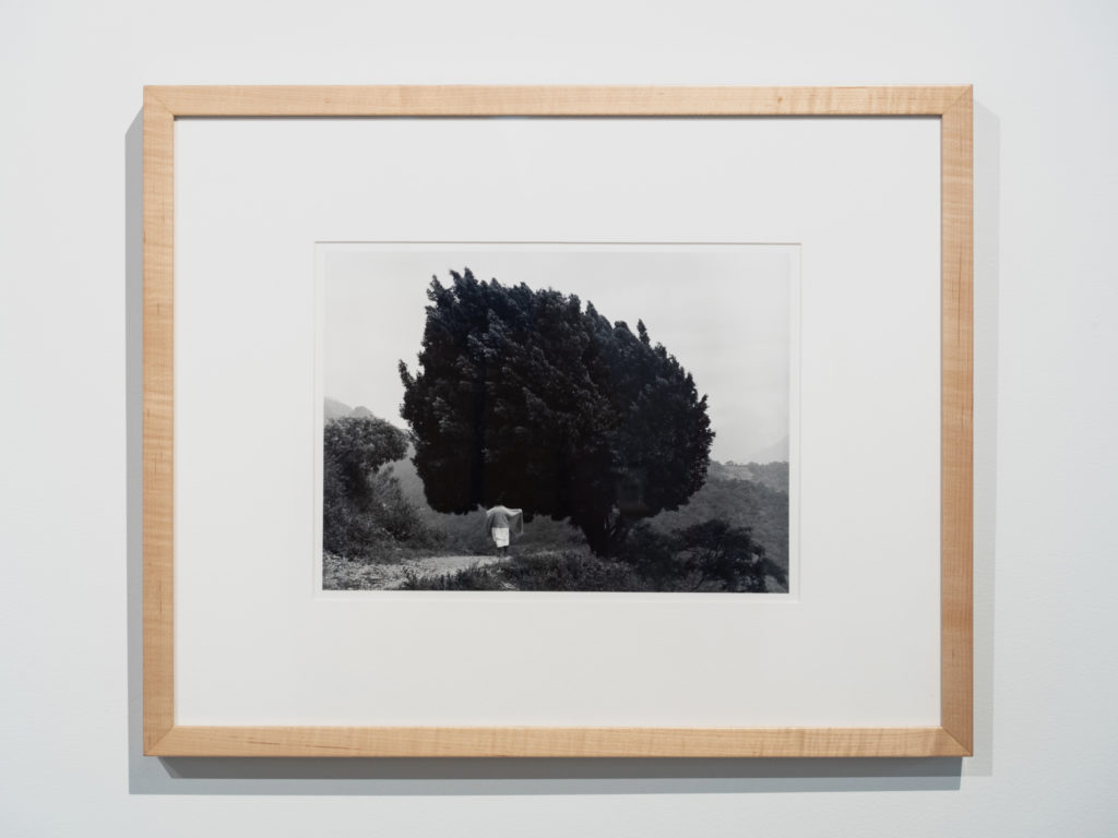 Flor Garduno: (Mexican, b . 1957) Tree in Yalalag, Mexico, Gelatin silver print, 1983 Eli and Edythe Broad Art Museum, Michigan State University, Funded by the Office of the VP for Research and Graduate Studies. 2007.9.4.